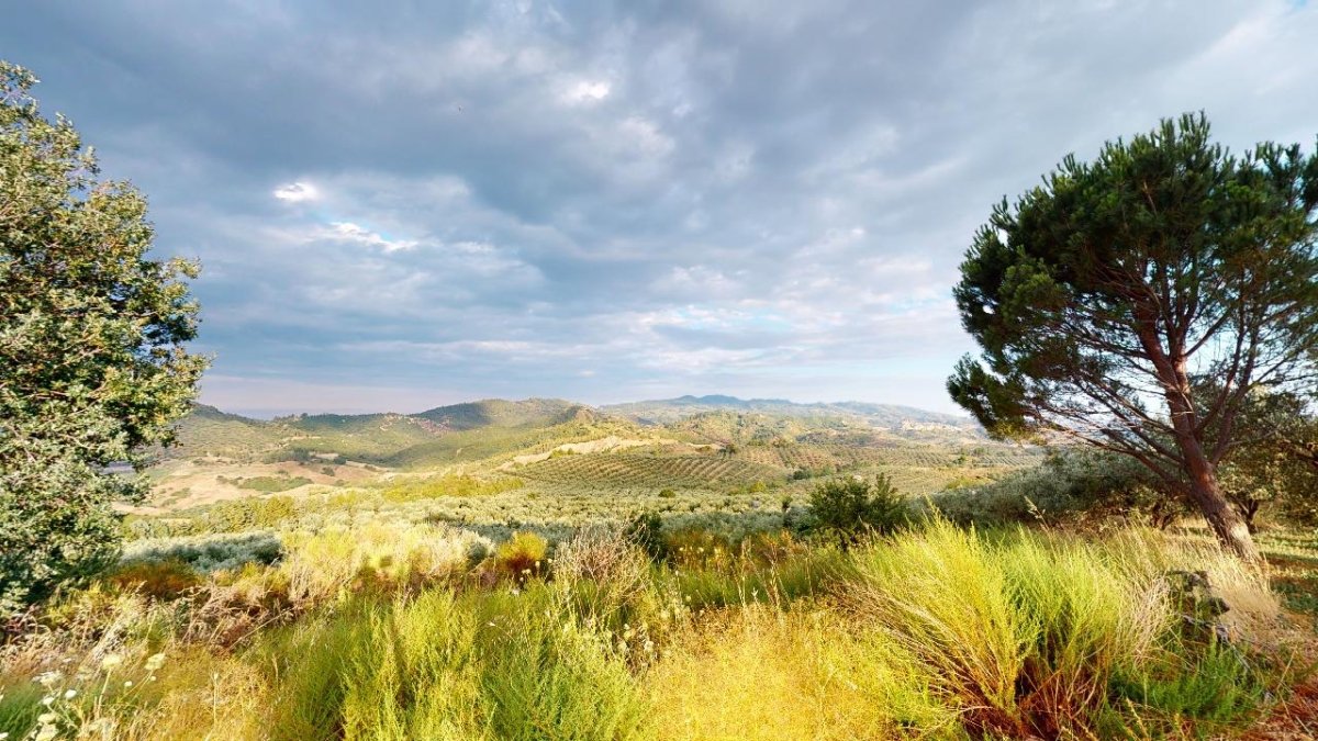 #italian_olive_oil# - #sapore_vivo_nl# #extra_vergin_olive_oil# #olijf_olie# #italiaans_olijf_olie#