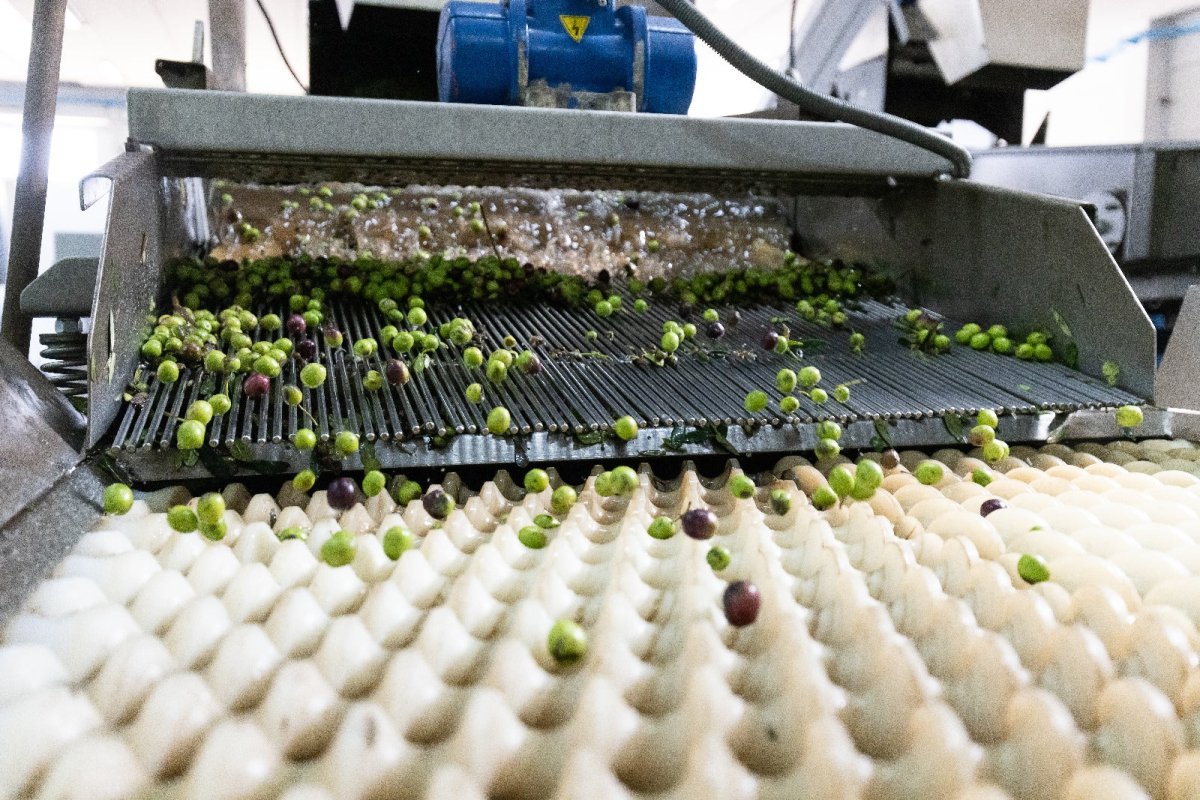 #italian_olive_oil# - #sapore_vivo_nl# #extra_vergin_olive_oil# #olijf_olie# #italiaans_olijf_olie#