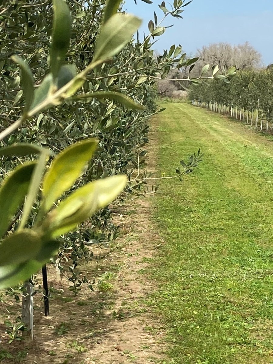 #italian_olive_oil# - #sapore_vivo_nl# #extra_vergin_olive_oil# #olijf_olie# #italiaans_olijf_olie#