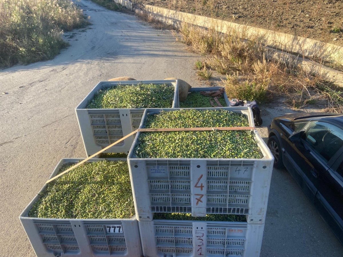 #italian_olive_oil# - #sapore_vivo_nl# #extra_vergin_olive_oil# #olijf_olie# #italiaans_olijf_olie#