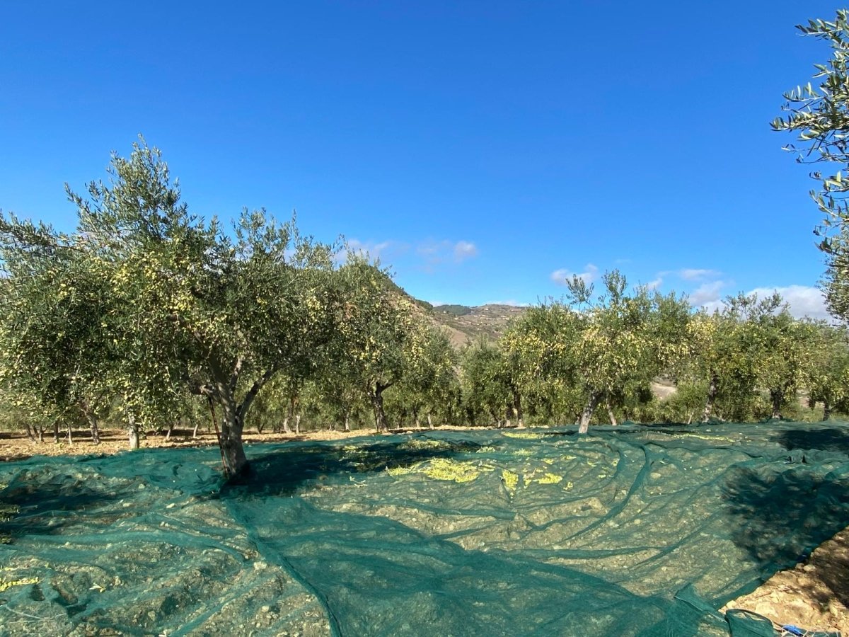 #italian_olive_oil# - #sapore_vivo_nl# #extra_vergin_olive_oil# #olijf_olie# #italiaans_olijf_olie#